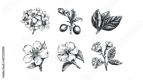 Collection of Six Hand Drawn Floral Botanical Illustrations. Vector hand drawn illustration