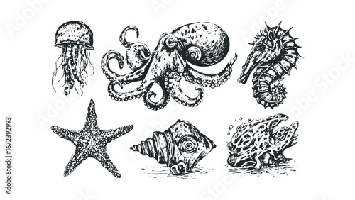 Collection of Aquatic Life Forms with Detailed Textures. Vector hand drawn illustration