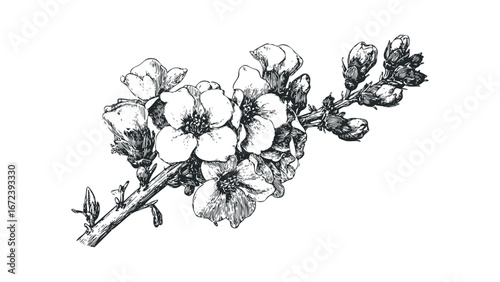 Detailed ink drawing of a branch with blooming flowers and buds. Vector hand drawn illustration