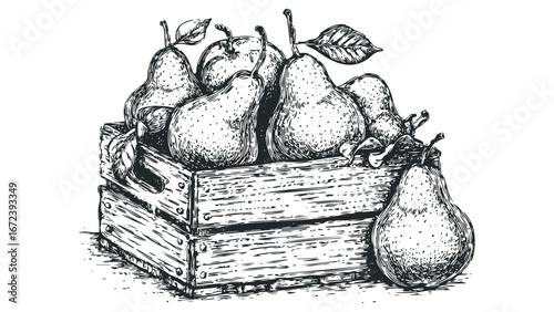 Wooden crate overflowing with ripe pears and leaves, hand-drawn engraving style. Vector hand drawn illustration