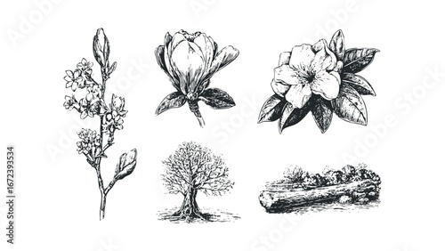 Vintage Botanical Line Art Collection of Floral Sprigs and Trees. Vector hand drawn illustration