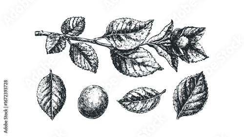 Detailed Ink Sketch of a Fruiting Branch with Leaves and Fruit. Vector hand drawn illustration