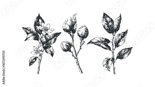 Orchard branches with blossoms and unripe fruit sketched in monochrome. Vector hand drawn illustration