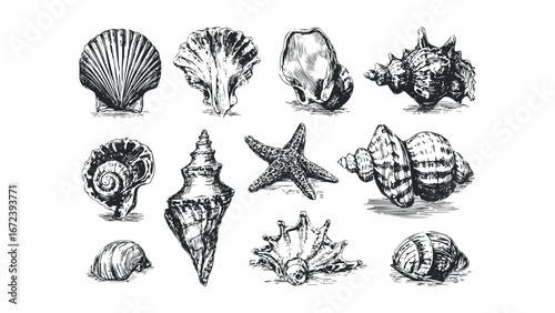 Collection of Hand Drawn Seashells and Starfish in Black and White Sketch Style. Vector hand drawn illustration
