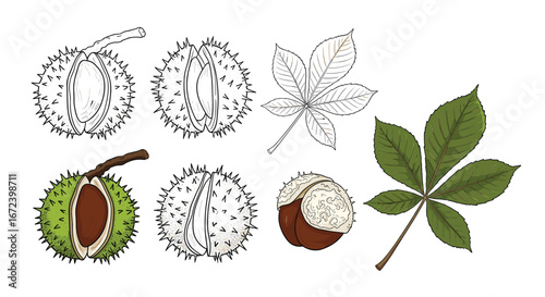 Detailed illustrations of horse chestnut leaves and nuts for educational, botanical, and design projects