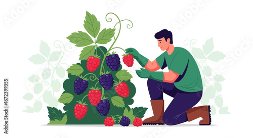 A Gardener Harvesting Ripe Berries From A Bush In A Vibrant, Stylized Illustration