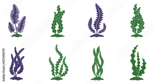 Collection of various seaweed and kelp plants in purple and green colors