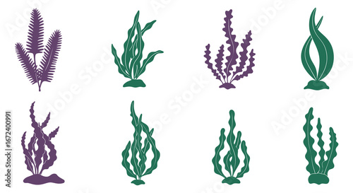 Collection of various seaweed and aquatic plant illustrations in purple and green