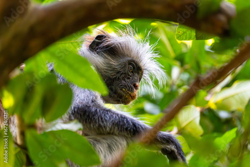 Photography A Zanzibar red colobus monkey rests quietly among the forest foliage, an endangered primate species unique to the island of Zanzibar, Tanzania