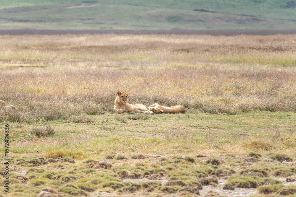 Fototapeta premium Pride of Lions resting in tall grass on the plains of Ngorongoro Crater