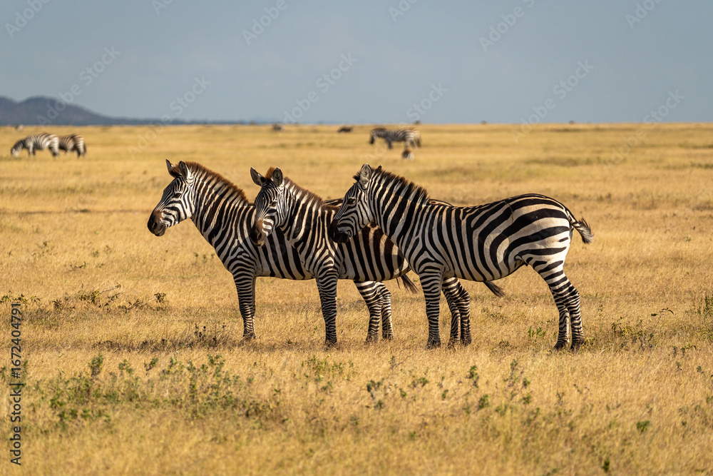 Obraz premium A group of zebras stands together in the golden grasslands of the Serengeti, Tanzania, with more zebras grazing in the distance.