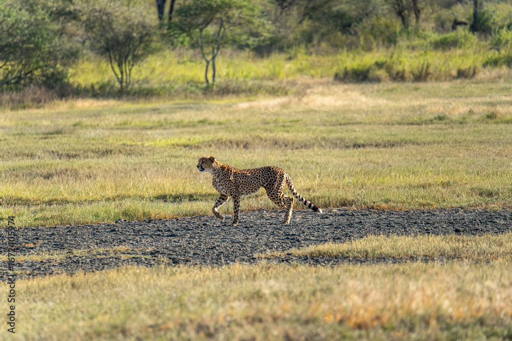 Naklejka premium A cheetah running across the open plains of Ndutu in the Serengeti, Tanzania