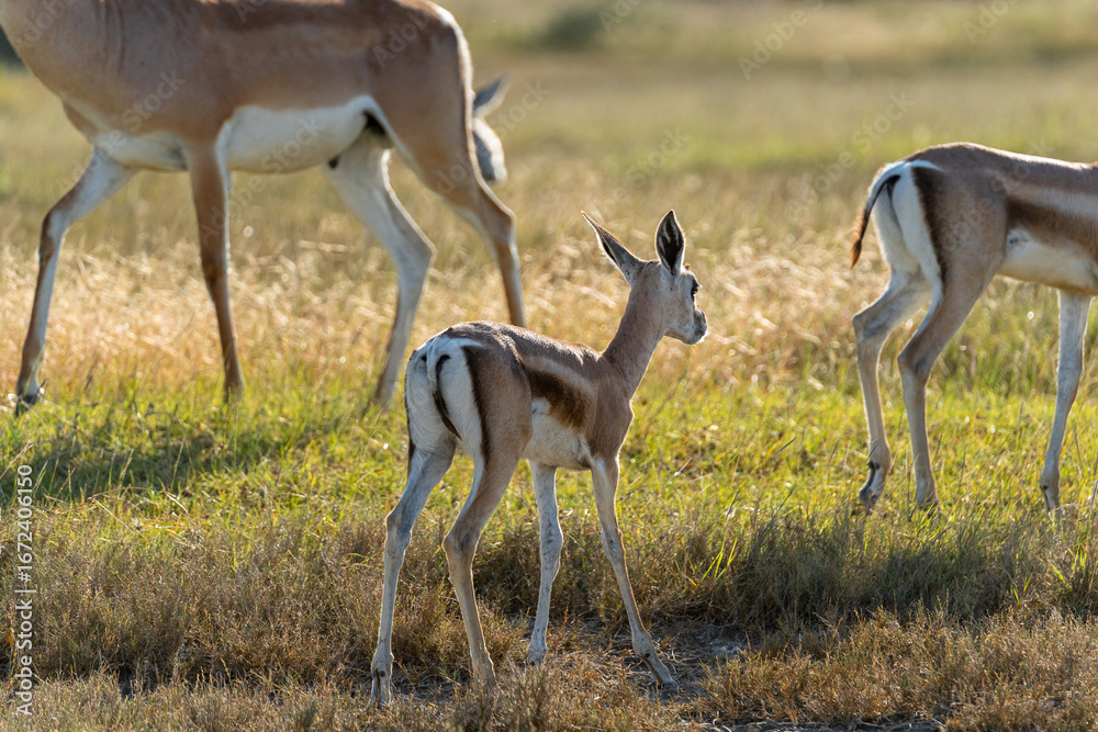 Fototapeta premium A young Thomson’s gazelle calf stands in the grasslands of Ndutu in the Serengeti, Tanzania, surrounded by its herd in the warm sunlight.