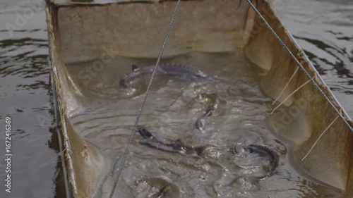 A dynamic scene with fish swimming in a containment system, showcasing modern aquaculture and sustainable fishing