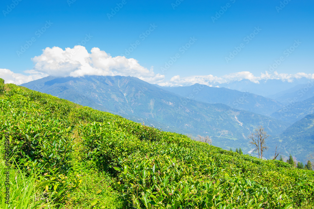 Fototapeta premium Temi tea garden of Ravangla, Sikkim, beautiful vast tea plantation on gradually sloping field with mountains and blue sky in the background. It is only tea garden in Sikkim, one of the world's best.