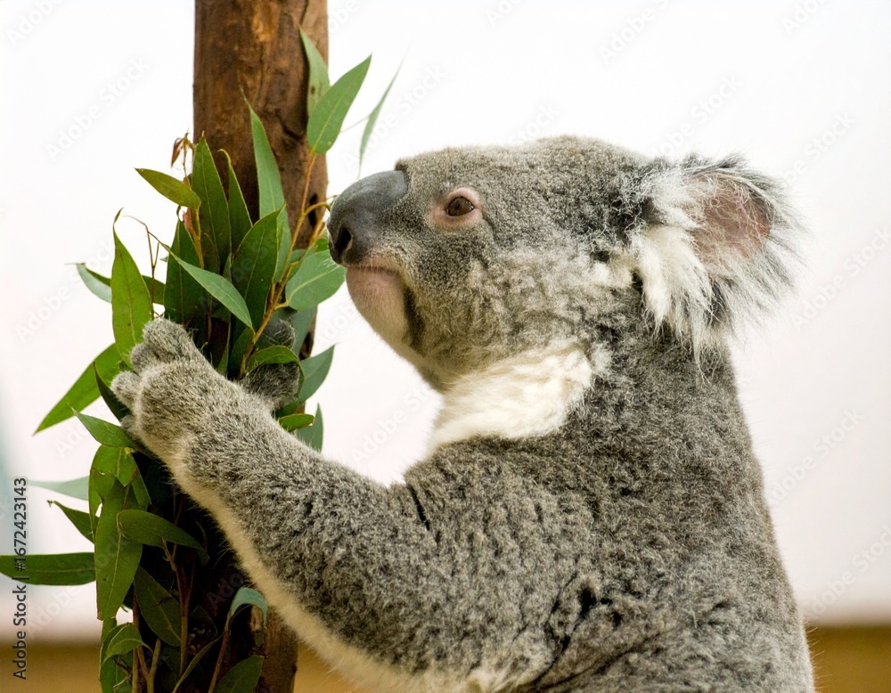 Fototapeta premium A curious koala clings to a eucalyptus tree branch, enjoying fresh green leaves.