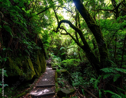 Lush jungle path (1)