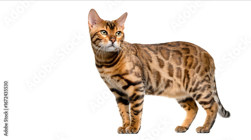 Bengal cat isolated on a white background full body in a photo studio with copy space concept