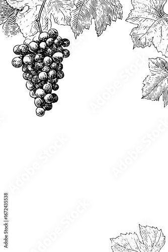 Vintage black and white engraving of grapevine and leaves for retro design