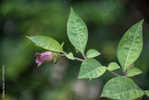 Bilde på lerret Light purple flower and green leaves of deadly nightshade.