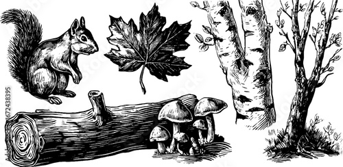 Autumn golden forest illustration set with birch trees squirrel and mushrooms