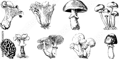 Autumn mushroom collection featuring chanterelle sketches for design purposes