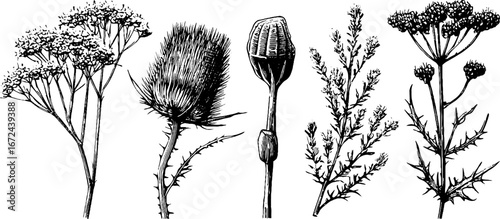 Detailed botanical sketch collection of dried meadow plants and burdock for nature design