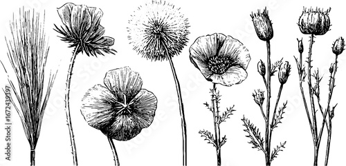 Vintage collection of hand drawn dried meadow plants and burdock silhouettes for nature design