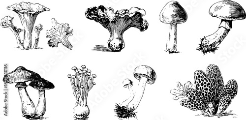 Vintage illustration set of mushroom varieties for design and decoration