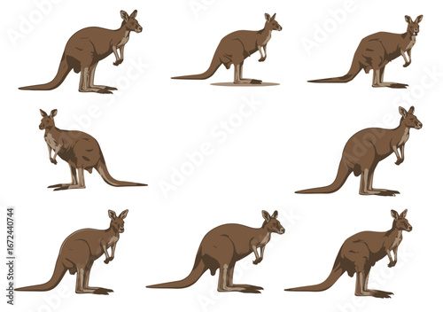 Isolated kangaroos illustration presenting diverse poses on a white surface