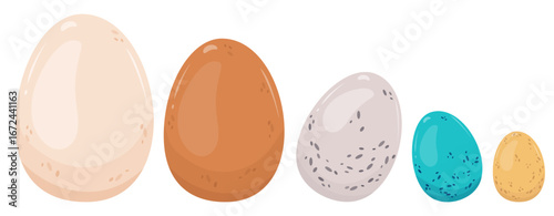Isolated bird eggs of different colors and sizes. Chicken eggs white and brown, blue thrush, gray quail, yellow. Vector illustration, choice of color and shape. Ingredients for cooking breakfast