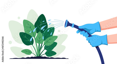 Caring Hands Watering a Lush Green Plant Using a Hose, Nurturing Nature's Beauty
