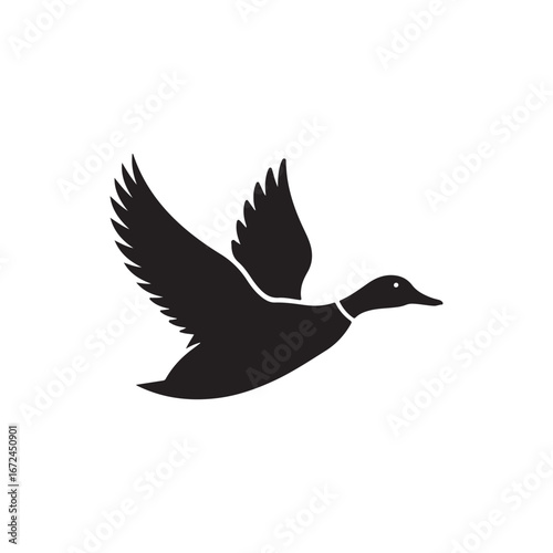Silhouette of a mallard duck in full flight during autumn migration or hunting season vector