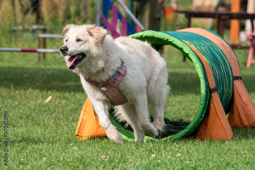 White dog running through a tunnel at an agility competition