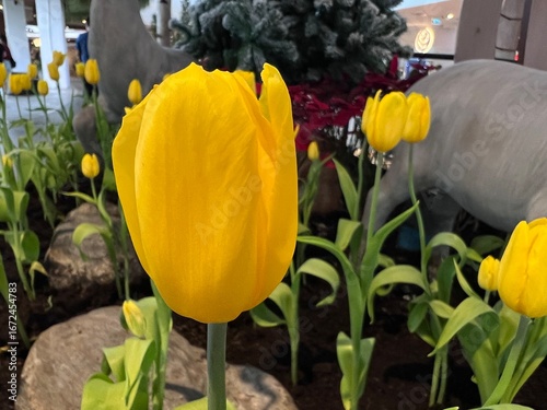 Dutch field with yellow tulips and a blue sky, Beautiful yellow tulips, Spring blossoming yellow tulips, bokeh flower background, pastel and soft floral card, selective focus.