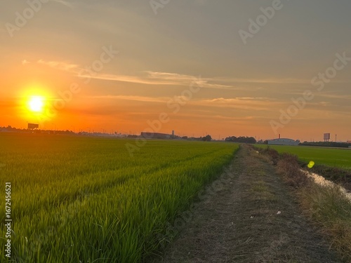 Golden Sunset over Lush Rice Paddy Fields,  Sunset over a Wheat Field,Sunset view at farmland. Bright sun sets over green field, trees. Golden hour.