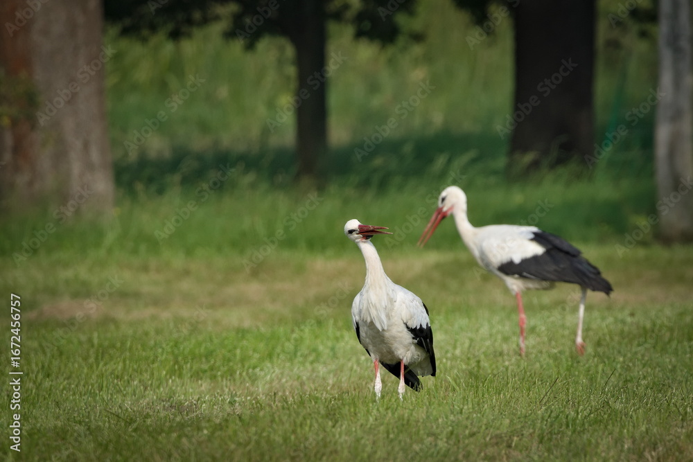 Fototapeta premium White Stork (Ciconia ciconia) – common species in Czech Republic, two individuals foraging on meadow.
