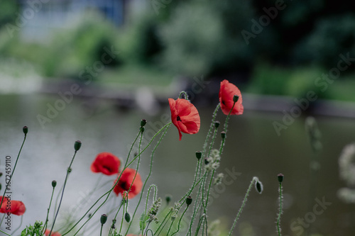 Papaver rhoeas common poppy seed bright red flowers in bloom, group of flowering plants on meadow, wild plant
