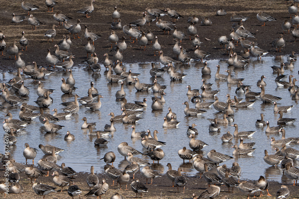 Fototapeta premium snow geese in flight