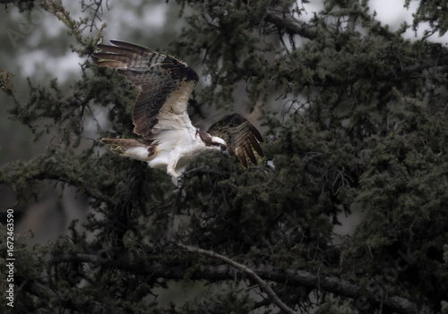 Osprey