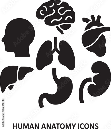 Set of black human anatomy icons including brain lungs heart liver stomach kidney body organ