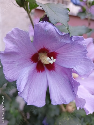 a violet hibiscus