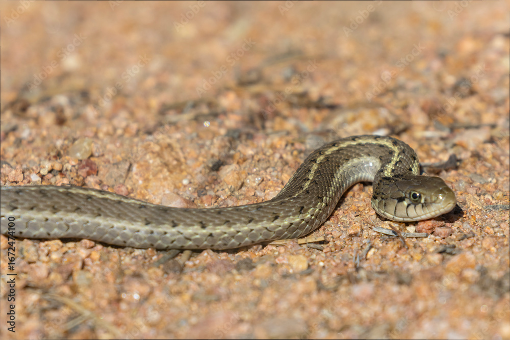 Obraz premium Bull Snake