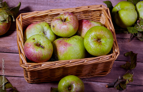 Basket of freshly picked cooking apples.