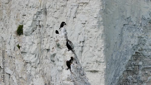 Cormorants on White Cliff  from a drone over Old Harry Rocks Jurassic Coast, Handfast Point, Dorset Coast, Poole, Dorset, England