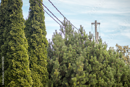 Lush evergreen trees grow beneath power lines and a wooden utility pole, set against a blue sky with scattered clouds.
