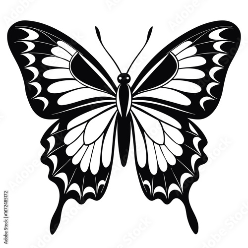 butterfly vector illustration