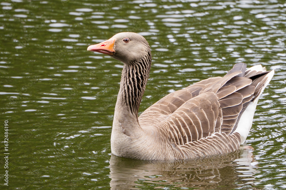 Fototapeta premium Greylag Goose on water