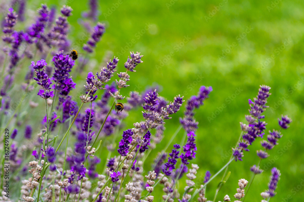 Fototapeta premium Close-up of lavender flowers with bumblebees pollinating fragrant purple spikes in sunlight. Natural summer background with green meadow. Budapest, Hungary.
