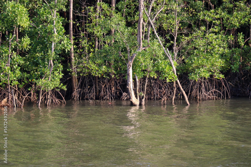 Obraz premium Dense mangrove forests along the waters of the bay